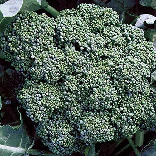 David's Garden Seeds Broccoli Calabrese FBA-1186 (Green) 50 Non-GMO, Heirloom Seeds