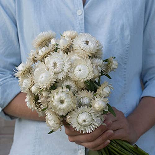 David's Garden Seeds Flower Strawflower Vintage White FBA-8487 (White) 100 Non-GMO, Heirloom Seeds