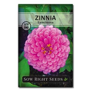 sow right seeds – luminosa zinnia flower seeds for planting, beautiful flowers to plant in your garden; non-gmo heirloom seed; wonderful gardening gifts (1 packet)