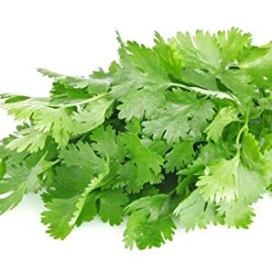 500 Organic Cilantro Seeds for Planting Outdoors or Indoors, Leisure Splits, 4.2 Grams, Giving You The Cilantro Plant You Need, Coriander Seeds, Semilla de Cilantro