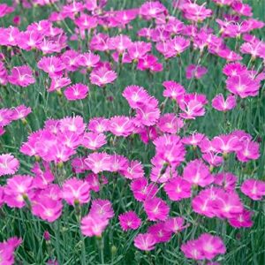 QAUZUY GARDEN 100 Seeds Pink Dianthus Cheddar Pinks Carnation Sweet William Seeds Perennial Flower Heirloom Ground Cover Easy to Grow