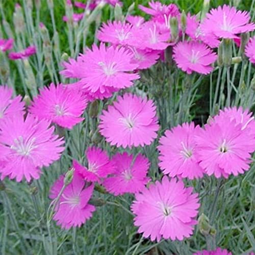 QAUZUY GARDEN 100 Seeds Pink Dianthus Cheddar Pinks Carnation Sweet William Seeds Perennial Flower Heirloom Ground Cover Easy to Grow