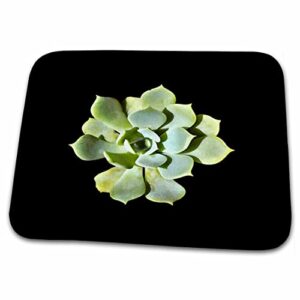 3drose succulent echeveria garden plant cut out – dish drying mats (ddm-364739-1)