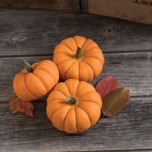 david’s garden seeds pumpkin mini jill be little 8977 (orange) 25 non-gmo, heirloom seeds