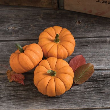 David's Garden Seeds Pumpkin Mini Jill Be Little 8977 (Orange) 25 Non-GMO, Heirloom Seeds