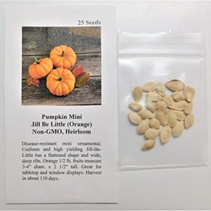 David's Garden Seeds Pumpkin Mini Jill Be Little 8977 (Orange) 25 Non-GMO, Heirloom Seeds
