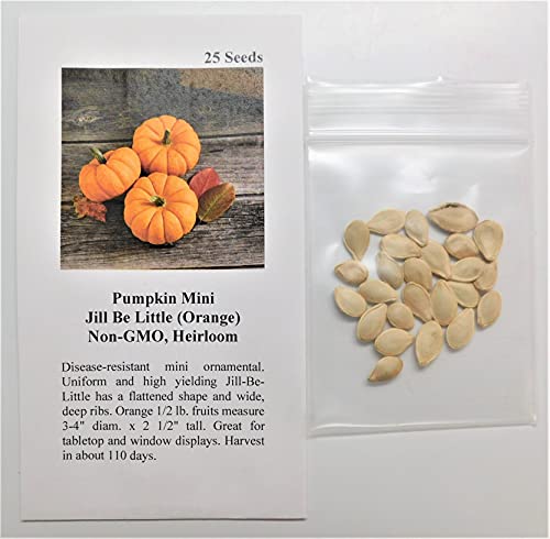 David's Garden Seeds Pumpkin Mini Jill Be Little 8977 (Orange) 25 Non-GMO, Heirloom Seeds