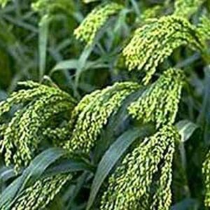 Proso Millet - Makes Great Amounts of Seeds for Birds - Beautiful in The Garden(100 - Seeds)