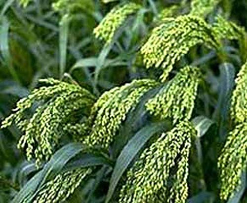 Proso Millet - Makes Great Amounts of Seeds for Birds - Beautiful in The Garden(100 - Seeds)