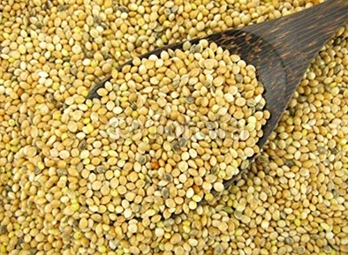 Proso Millet - Makes Great Amounts of Seeds for Birds - Beautiful in The Garden(100 - Seeds)