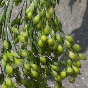 Proso Millet - Makes Great Amounts of Seeds for Birds - Beautiful in The Garden(100 - Seeds)