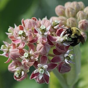 David's Garden Seeds Flower Native American Milkweed Showy 200 Non-GMO, Heirloom Seeds