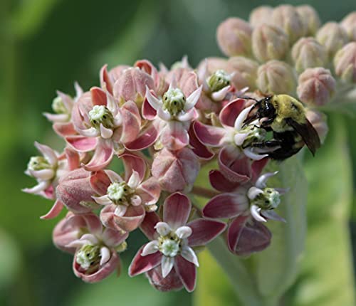 David's Garden Seeds Flower Native American Milkweed Showy 200 Non-GMO, Heirloom Seeds