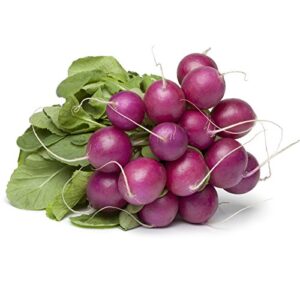 purple plum radish seeds – 1 oz – heirloom garden seeds, non-gmo – vegetable gardening and microgreens