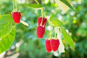 300 pcs+ red raspberry seeds – organic raspberry friut seeds for planting home garden/outdoor