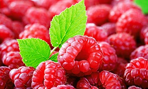 300 Pcs+ Red Raspberry Seeds - Organic Raspberry Friut Seeds for Planting Home Garden/Outdoor