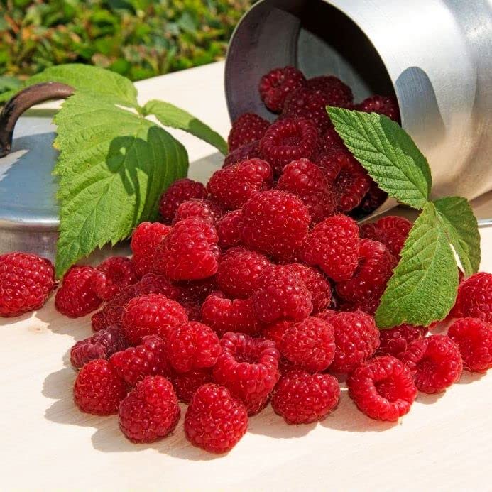 300 Pcs+ Red Raspberry Seeds - Organic Raspberry Friut Seeds for Planting Home Garden/Outdoor