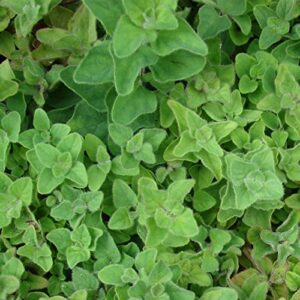 greek oregano herb garden seeds – 0.25 oz – non-gmo, heirloom herbal gardening seed