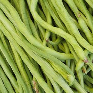 california black-eye bush beans – 30 g packet ~100 seeds – non-gmo, heirloom – black-eyed peas (cowpeas) – vegetable garden seeds