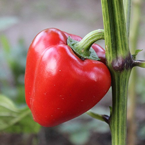 Mini Bell Red Sweet Pepper Garden Seeds - 100 Seeds - Non-GMO Vegetable Gardening Seeds