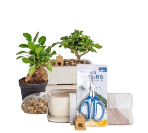 costa farms bonsai starter kit, live bonsai tree, easy to grow, fun garden, crafts, hobby kit for adults, unique diy gift, gardening, great gift for kids & adults, mother’s day gift, 10-inches tall