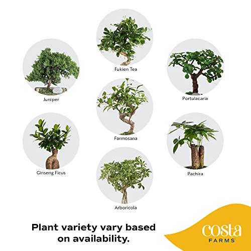 Costa Farms Bonsai Starter Kit, Live Bonsai Tree, Easy to Grow, Fun Garden, Crafts, Hobby Kit for Adults, Unique DIY Gift, Gardening, Great Gift for Kids & Adults, Mother's Day Gift, 10-Inches Tall