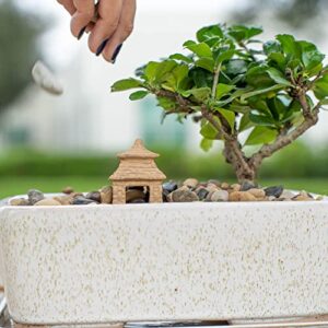 Costa Farms Bonsai Starter Kit, Live Bonsai Tree, Easy to Grow, Fun Garden, Crafts, Hobby Kit for Adults, Unique DIY Gift, Gardening, Great Gift for Kids & Adults, Mother's Day Gift, 10-Inches Tall