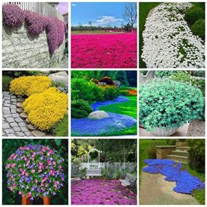 3000+ mix creeping thyme seeds for planting, thymus serpyllum heirloom, ground cover plants easy to plant and grow, blue, purple, white, red, green, yellow flowers