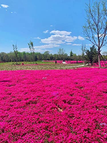 3000+ Mix Creeping Thyme Seeds for Planting, Thymus Serpyllum Heirloom, Ground Cover Plants Easy to Plant and Grow, Blue, Purple, White, Red, Green, Yellow Flowers