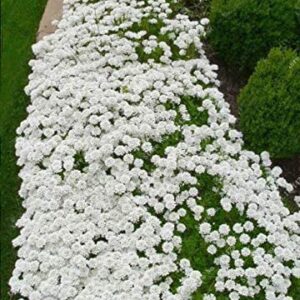 3000+ Mix Creeping Thyme Seeds for Planting, Thymus Serpyllum Heirloom, Ground Cover Plants Easy to Plant and Grow, Blue, Purple, White, Red, Green, Yellow Flowers