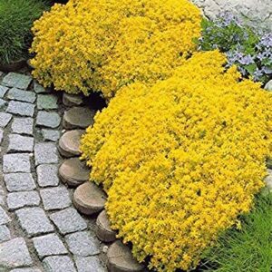 3000+ Mix Creeping Thyme Seeds for Planting, Thymus Serpyllum Heirloom, Ground Cover Plants Easy to Plant and Grow, Blue, Purple, White, Red, Green, Yellow Flowers