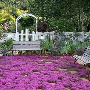 3000+ Mix Creeping Thyme Seeds for Planting, Thymus Serpyllum Heirloom, Ground Cover Plants Easy to Plant and Grow, Blue, Purple, White, Red, Green, Yellow Flowers