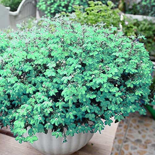 3000+ Mix Creeping Thyme Seeds for Planting, Thymus Serpyllum Heirloom, Ground Cover Plants Easy to Plant and Grow, Blue, Purple, White, Red, Green, Yellow Flowers