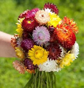 david’s garden seeds flower strawflower sultane mix 1925 (multi) 100 non-gmo, heirloomseeds