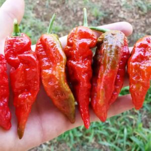 CHUXAY GARDEN Naga Morich Seed,Hot Pepper 20 Seeds Superhot Chilli Red Vegetable Unique Flavor Taste Great for Cooking