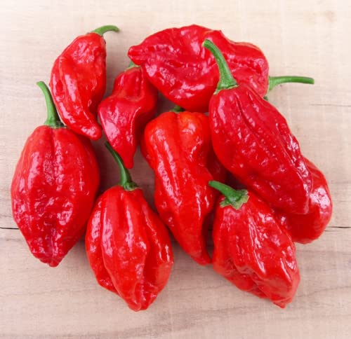 CHUXAY GARDEN Naga Morich Seed,Hot Pepper 20 Seeds Superhot Chilli Red Vegetable Unique Flavor Taste Great for Cooking
