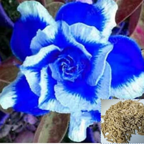 CHUXAY GARDEN Blue White Adenium Obesum-Sabi Star,Kudu,Mock Azalea,Impala Lily,Desert Rose 2 Seeds Popular Bonsai Succulent Plants Striking Landscaping Plant Gardening Gifts Low-Maintenance