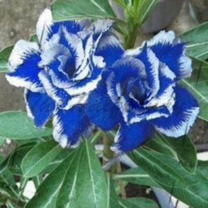 CHUXAY GARDEN Blue White Adenium Obesum-Sabi Star,Kudu,Mock Azalea,Impala Lily,Desert Rose 2 Seeds Popular Bonsai Succulent Plants Striking Landscaping Plant Gardening Gifts Low-Maintenance