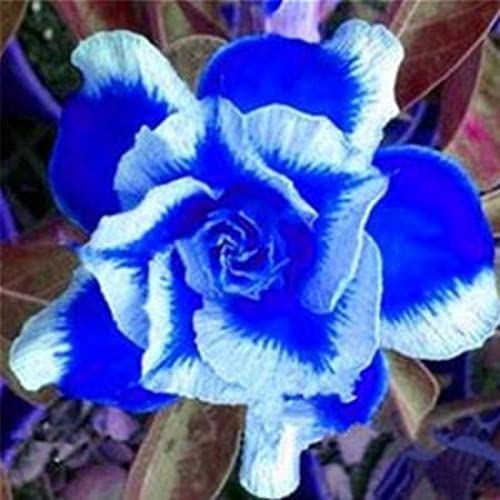 CHUXAY GARDEN Blue White Adenium Obesum-Sabi Star,Kudu,Mock Azalea,Impala Lily,Desert Rose 2 Seeds Popular Bonsai Succulent Plants Striking Landscaping Plant Gardening Gifts Low-Maintenance
