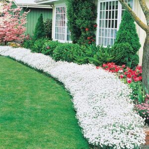 250+ snow in summer seeds, carpet of snow | exotic garden flowers | made in usa, ships from iowa.