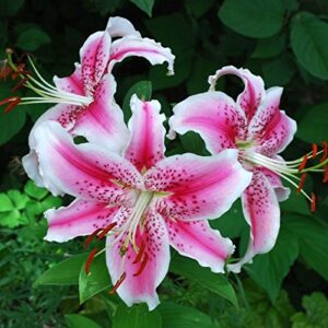 5 stargazer lily bulbs for planting perennial, lily bulbs for spring planting, lilies flower bulbs outdoors garden