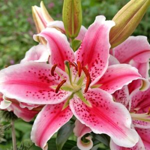 5 Stargazer Lily Bulbs for Planting Perennial, Lily Bulbs for Spring Planting, Lilies Flower Bulbs Outdoors Garden