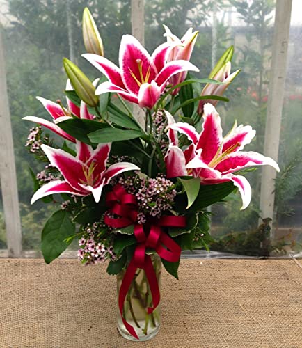 5 Stargazer Lily Bulbs for Planting Perennial, Lily Bulbs for Spring Planting, Lilies Flower Bulbs Outdoors Garden