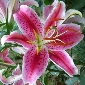 5 Stargazer Lily Bulbs for Planting Perennial, Lily Bulbs for Spring Planting, Lilies Flower Bulbs Outdoors Garden