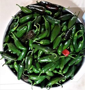 papaw’s garden supply llc. helping the next generation grow! gigantia hybrid jalapeno hot pepper seeds, non-gmo, 1 pack of 20 vegetable seeds