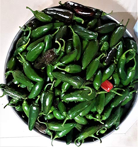 PAPAW'S GARDEN SUPPLY LLC. Helping The Next Generation Grow! Gigantia Hybrid Jalapeno Hot Pepper Seeds, Non-GMO, 1 Pack of 20 Vegetable Seeds