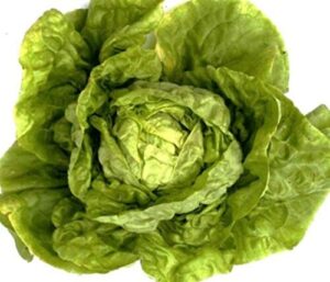 buttercrunch lettuce heirloom garden seeds – b240 (900+ seeds, 1 gram)