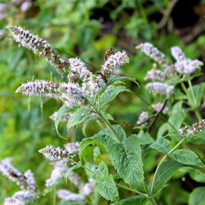 outsidepride mentha piperita peppermint culinary herb garden plant for flavoring – 10000 seeds
