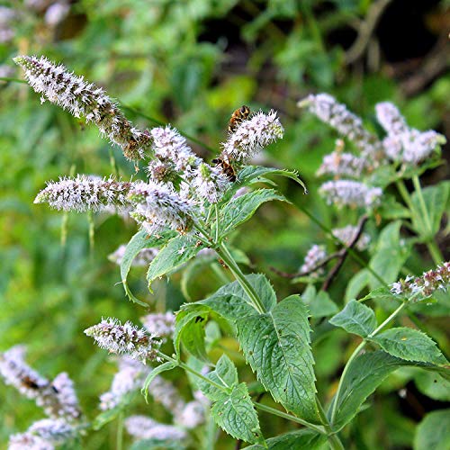 Outsidepride Mentha Piperita Peppermint Culinary Herb Garden Plant for Flavoring - 10000 Seeds