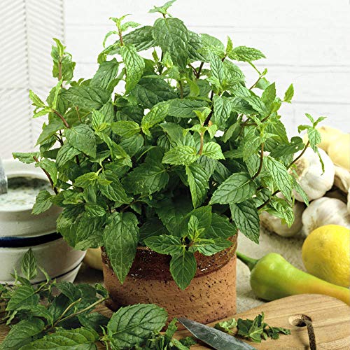 Outsidepride Mentha Piperita Peppermint Culinary Herb Garden Plant for Flavoring - 10000 Seeds